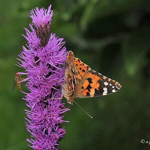 comp DSC 4449
