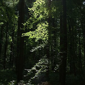Licht fällt in den Wald (DSC_2479)