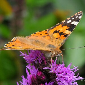 comp DSC 4451