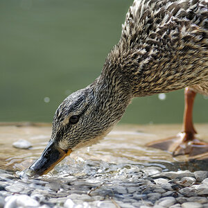 Ente