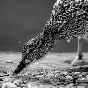 Ente