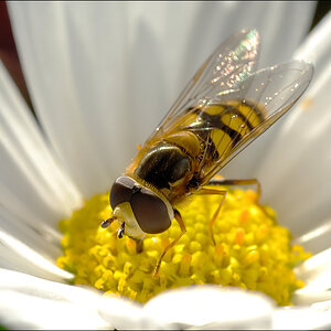 Schwebfliegen D2X 3397 1
· Große Schwebfliege (Syrphus ribesii), männlich
· D2X, Nikkor 60/2.8 AF-D + Kenko 1,4× Pro 300 DG, F16, 1/60s, AF-C, Spotmes