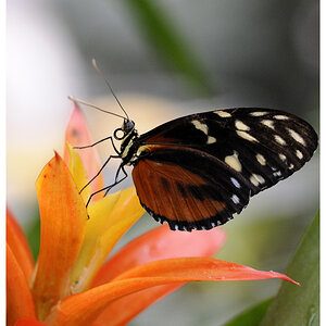 Schmetterling auf Bromelie mit Rahmen
