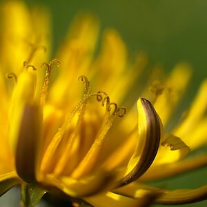 Für den einen die Pest, für den anderen Frühling!