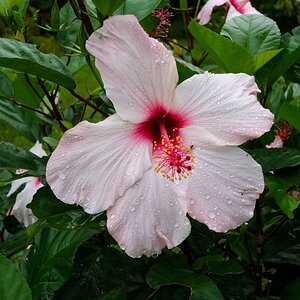 Hibiskusblüte.jpg