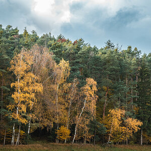 Birches at the Border