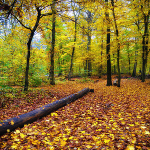 herbstwald_1200.jpg