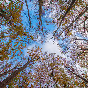 Herbstwipfel (1 von 1).JPG