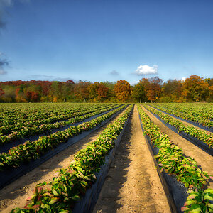 indiansummer_erdbeerfeld.jpg