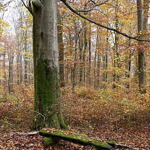 wald21001.JPG