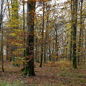 wald21003.JPG