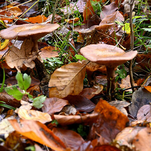 wald21004.JPG
