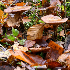 wald21005.JPG