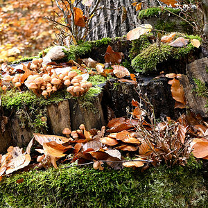 wald21006.JPG