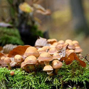 wald21007.JPG