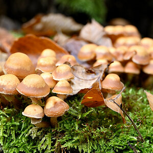 wald21008.JPG