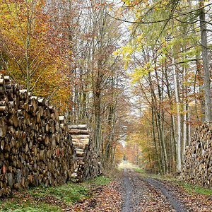 wald21011.JPG