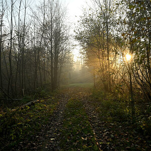 wald21025.JPG