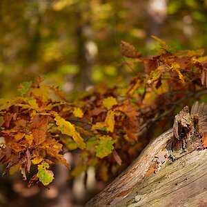 P1090528a_klein.jpg