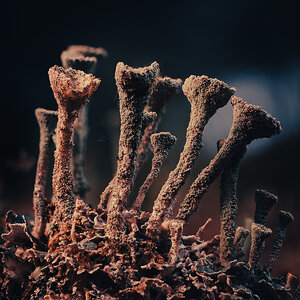 Strange Weed