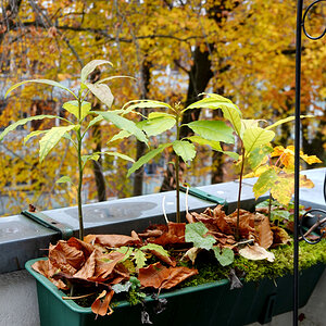 Plantage.jpg