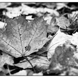 Herbst_2021-11.jpg