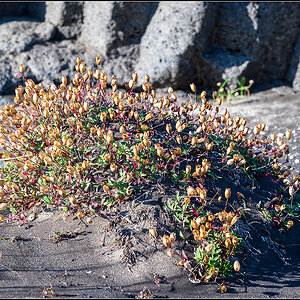 island (131).jpg