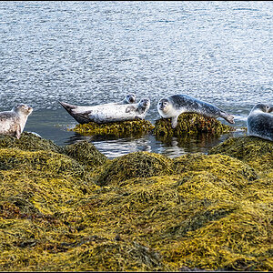 island (352).jpg