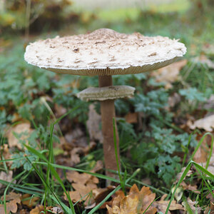 Parasol ca. 24cm Durchmesser.jpg