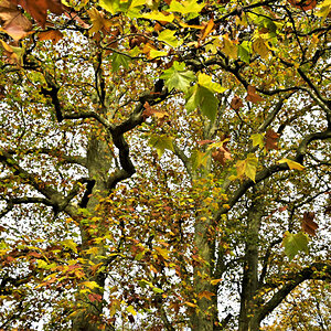 Herrlich diese herbstlichen Baumkronen.JPG