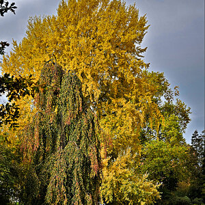Sehr schöne Herbstbäume.jpg