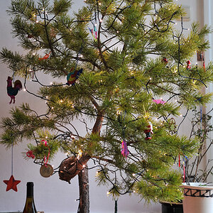Tannenbaum 2012-1.jpg