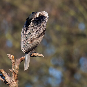 D50_9682_schlafender Kormoran_IA_4_2021.jpg