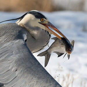 D50_7439_Reiher mit fetter Beute_IA_2_2021.jpg