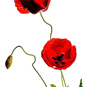 Mohn_stack.jpg