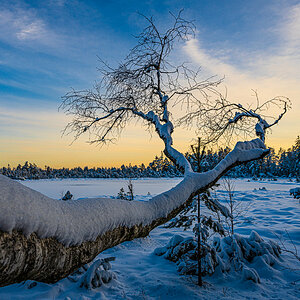 Wildsee-Kaltenbronn-3485.jpg