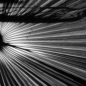 Palmgrün (1 von 1).JPG