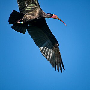 Waldrapp | Bodensee | Dutschland