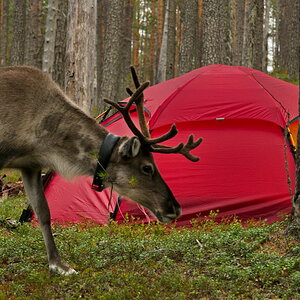 Besuch | Hossa Nationalpark | Suomi