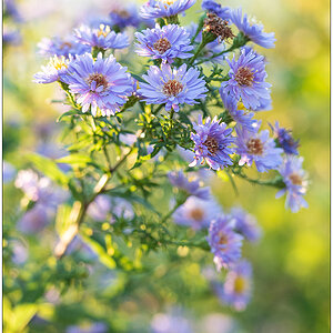 2021 04 – Sonniger Herbsttag im Schrebergarten I