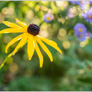 2021 05 – Sonniger Herbsttag im Schrebergarten II