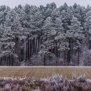 Winterwald (1 von 1).JPG