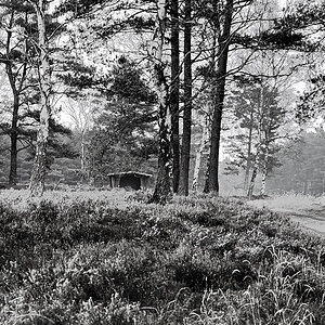 Wald mit Unterstand.jpg