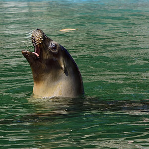 Robbe Duisburgerzoo