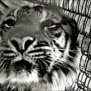 comp_tiger3SW.jpg