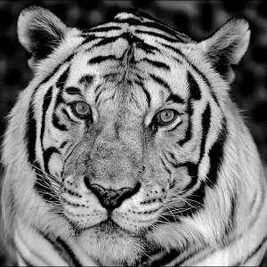 comp_tiger4SW.jpg