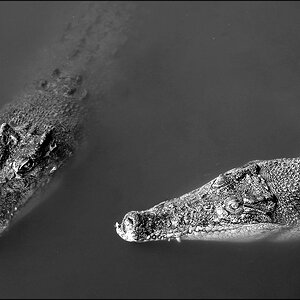 comp_crocs5SW.jpg