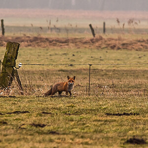 Moorfuchs (1 von 1).JPG