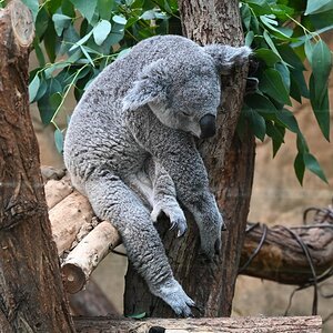 Koala 2.jpg