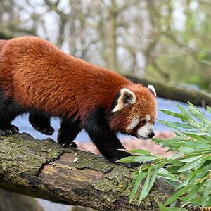 Pandabär.jpg